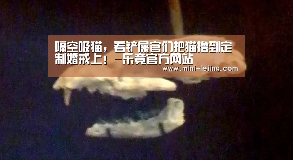 隔空吸猫，看铲屎官们把猫撸到定制婚戒上！-乐竟官方网站