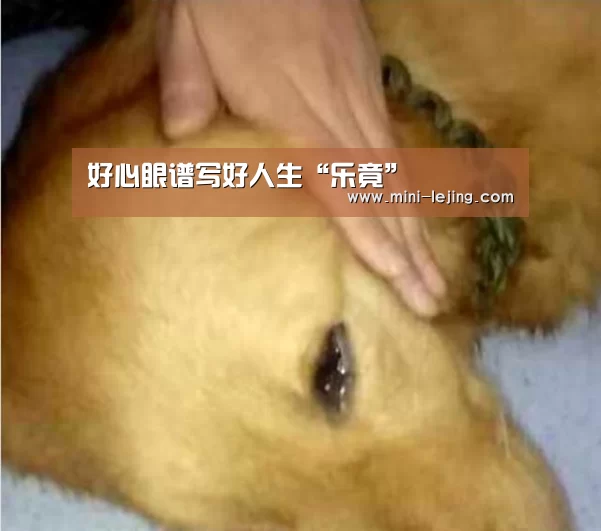 乐竟